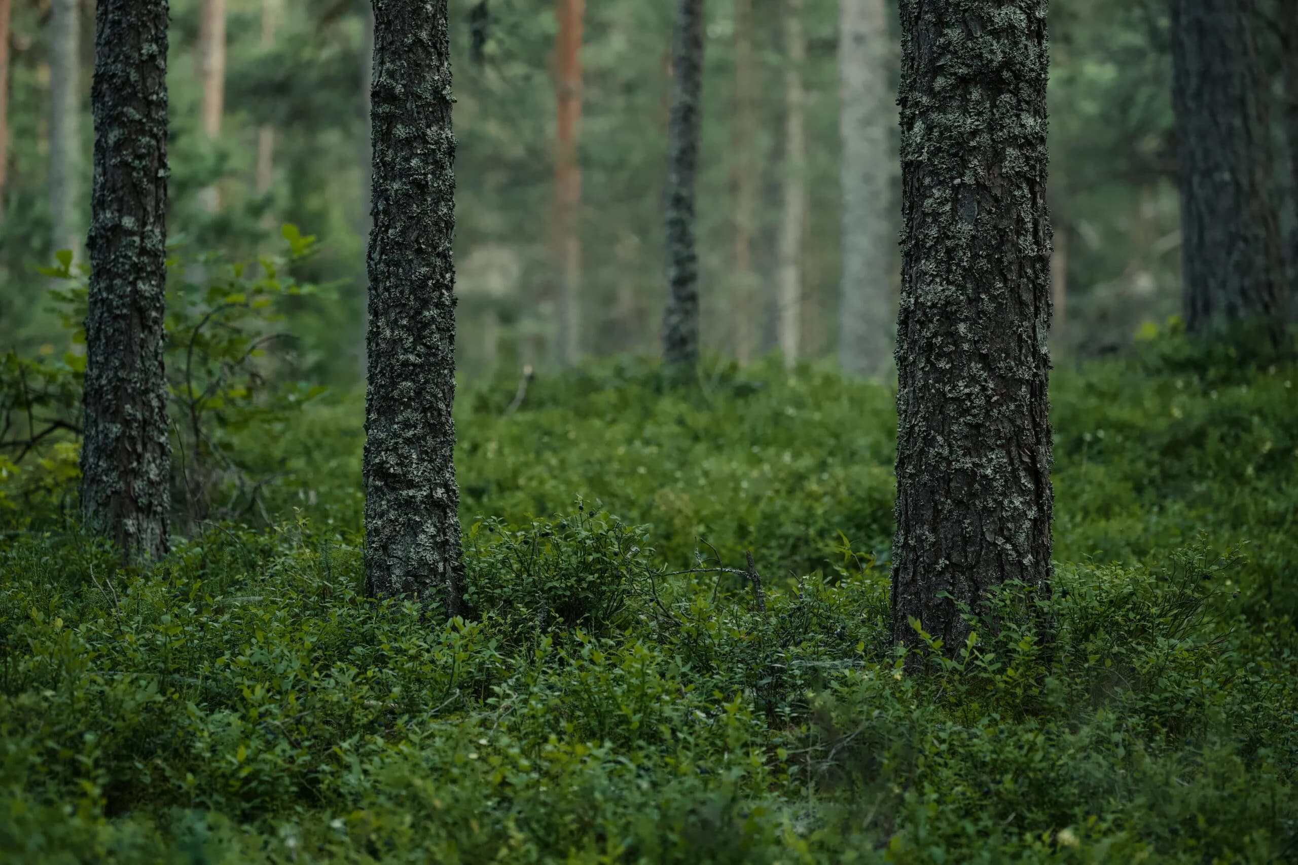 Des arbres qui stimulent la régénération des forêts tropicales