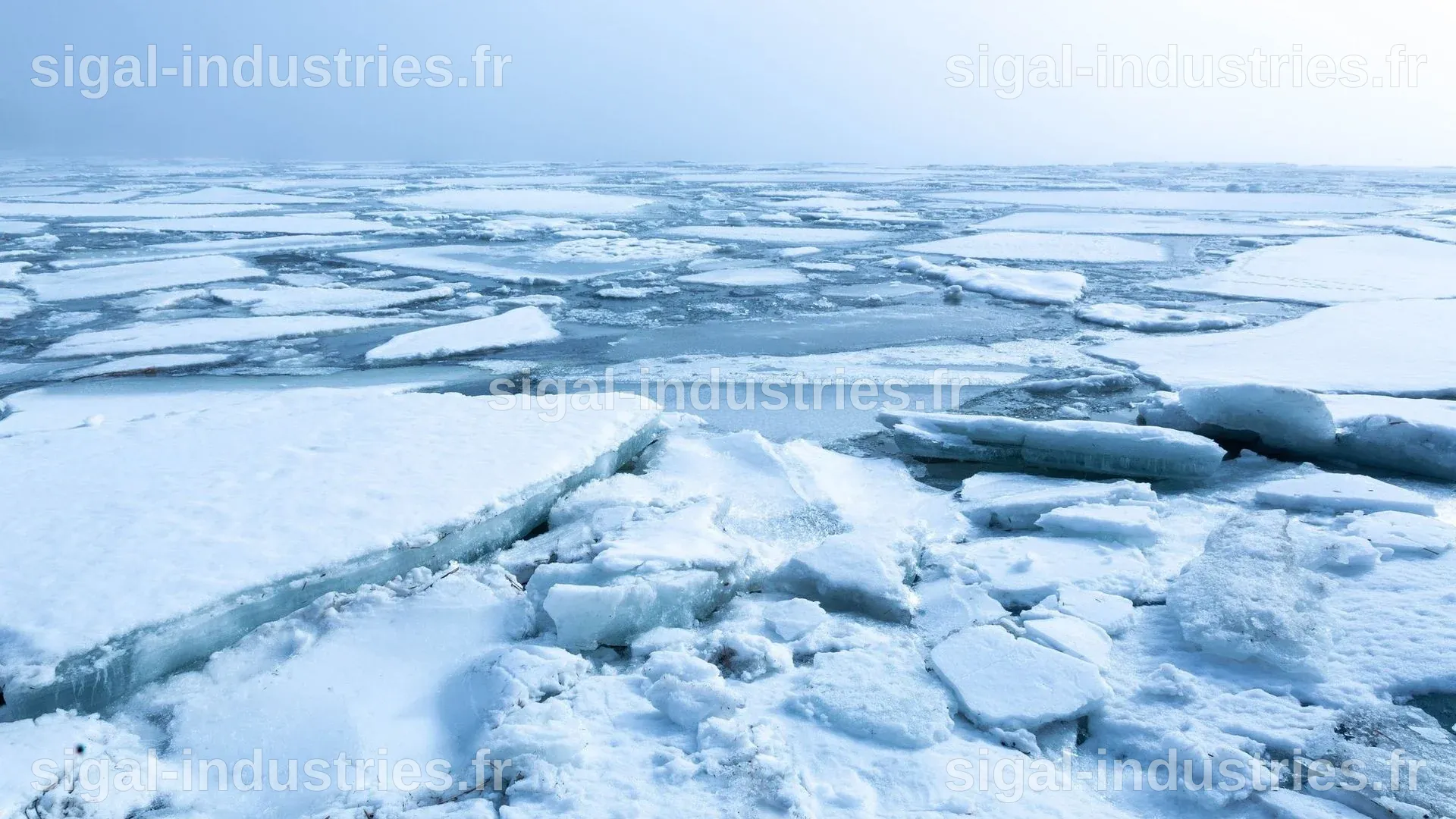 Révélations inédites : des microbes antarctiques inconnus de la science enfin cartographiés