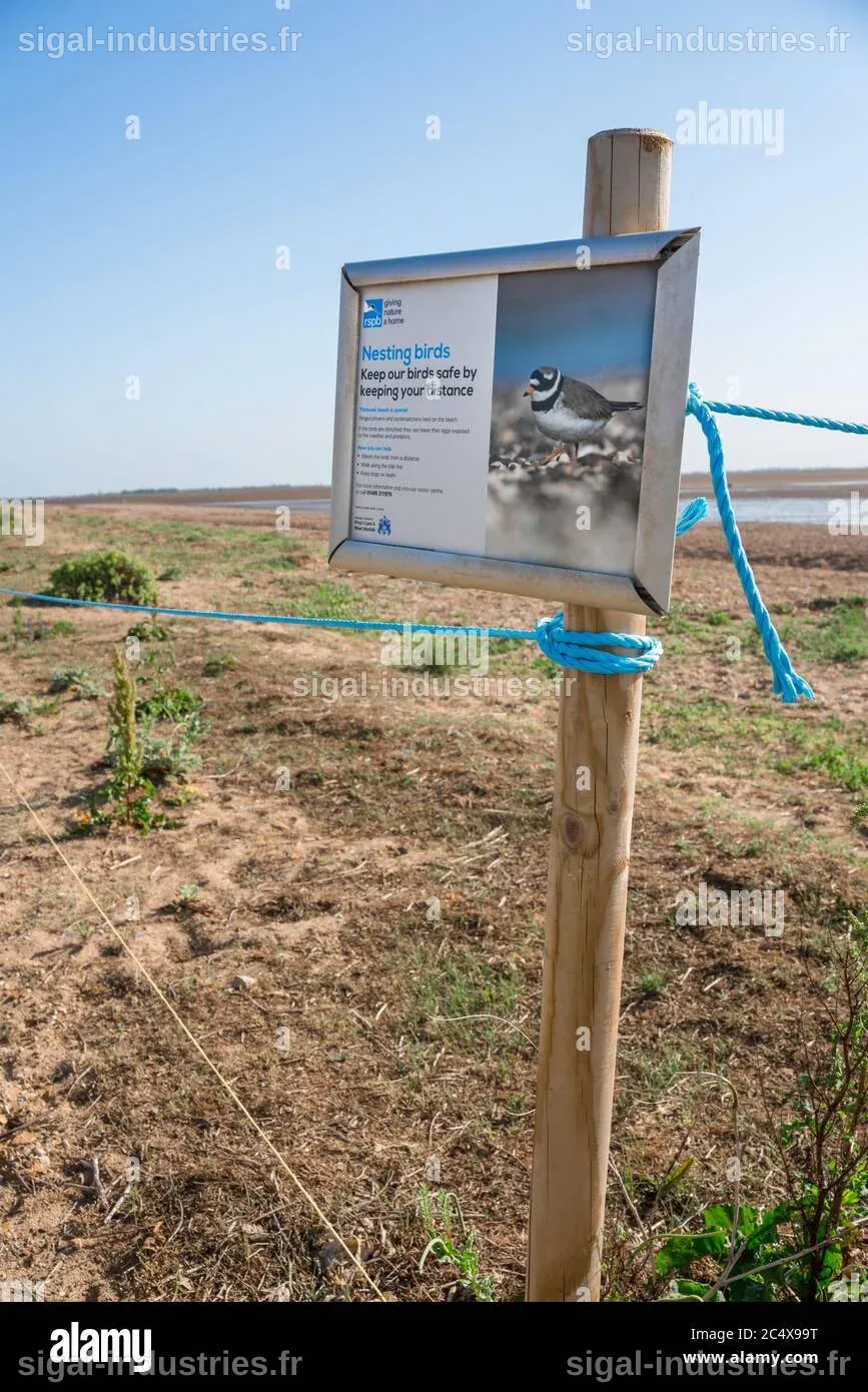 Une nouvelle plage de nidification pour les oiseaux à la réserve RSPB
