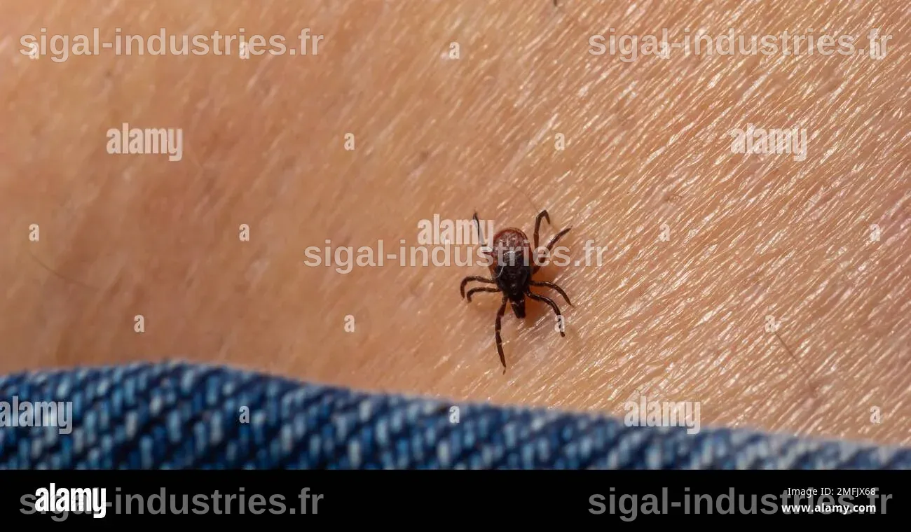 Découverte d'un nouvel acarien parasite sur des araignées au Brésil