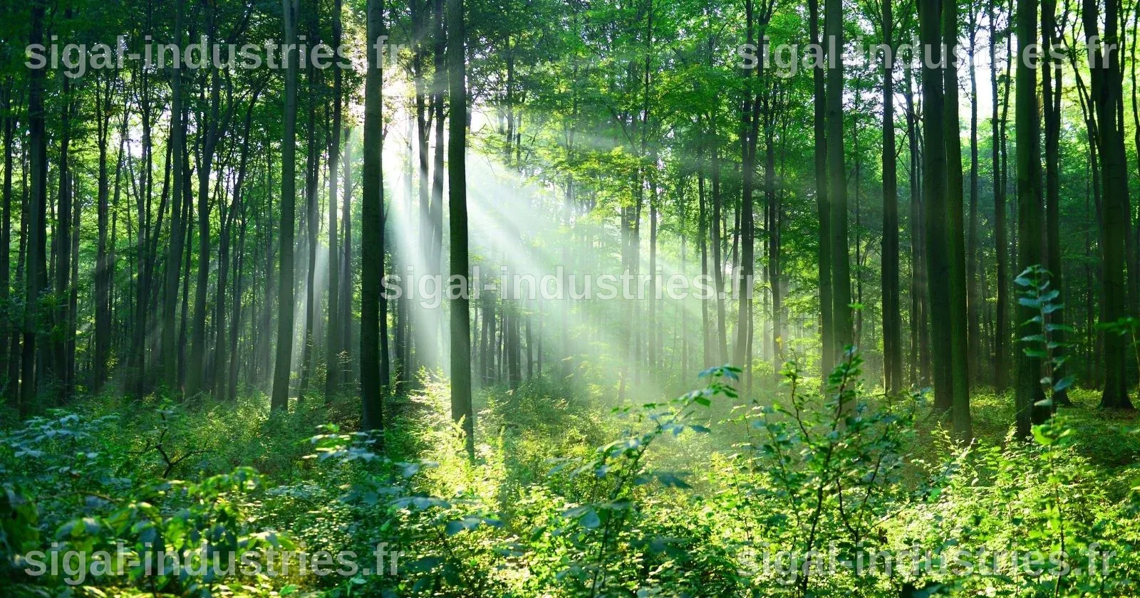 Des arbres qui stimulent la régénération des forêts tropicales