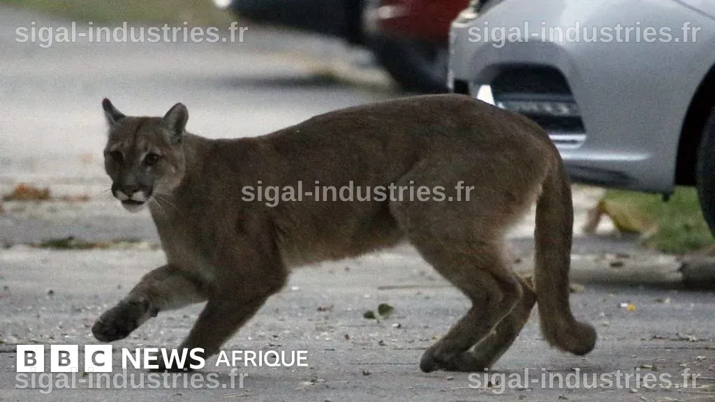Un Animal Rare et Menacé Filmé en Train de Guetter dans un Arbre du Wisconsin