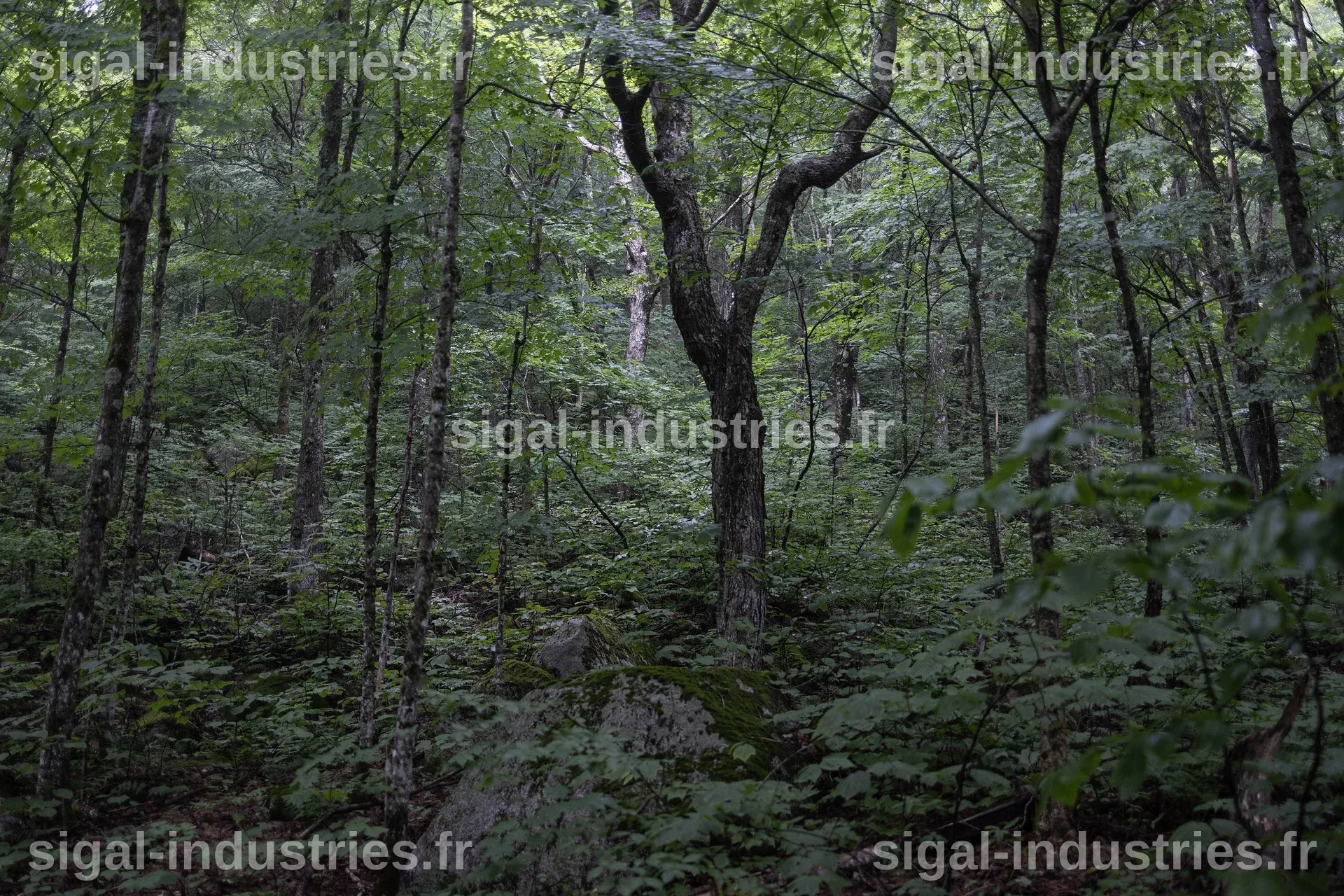 Un YouTuber filme une forêt du New Jersey et capture par accident une scène troublante