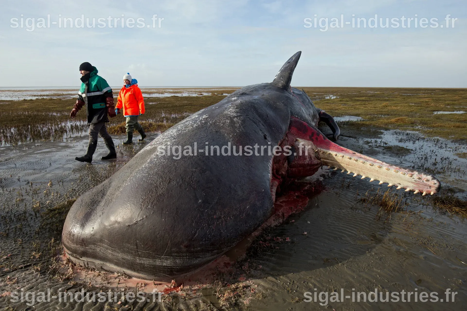 Baleine échouée au large de la côte allemande : son état se dégrade, préviennent les autorités