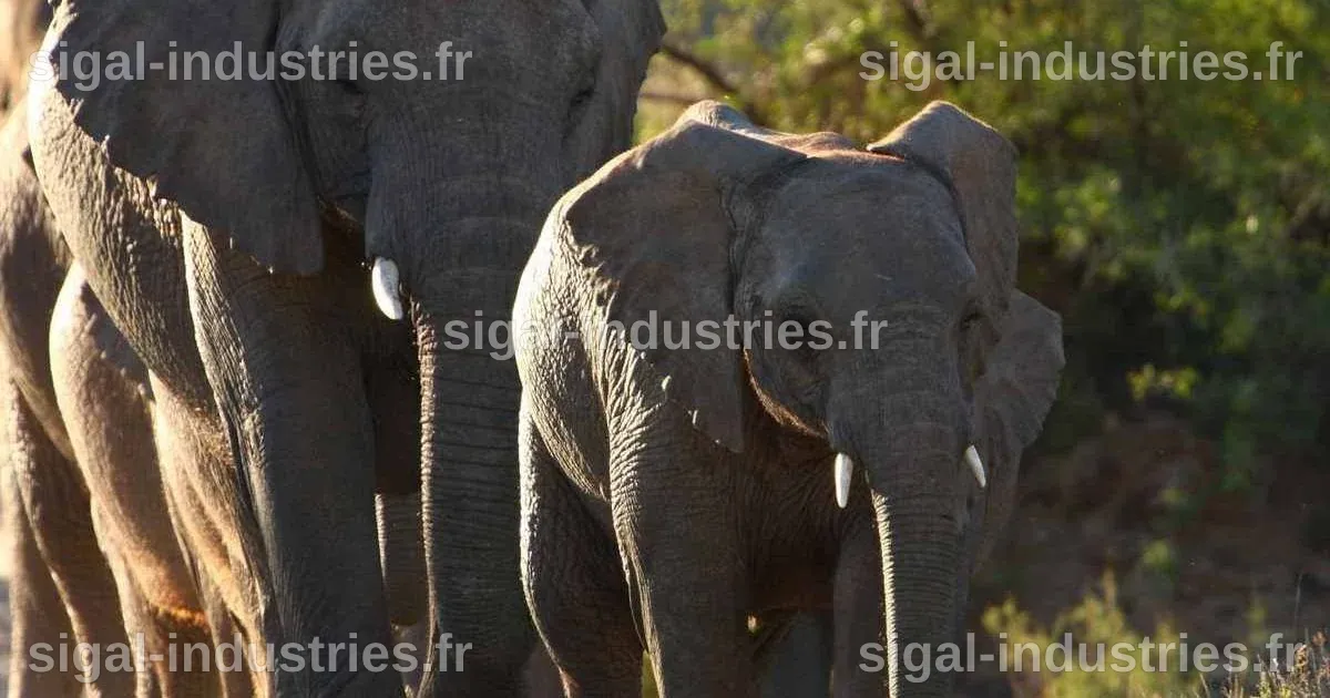 Un guide safari, qui avait déclaré préférer être tué par un éléphant que d'en abattre un, perd la vie sous les sabots d'un éléphant