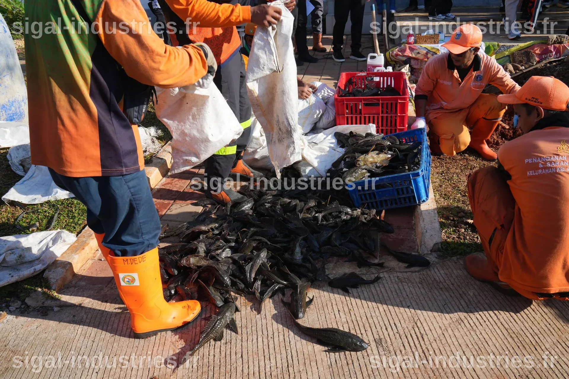 Une invasion de poissons 'homme de ménage' déclenche une opération de déblaiement massive à Jakarta