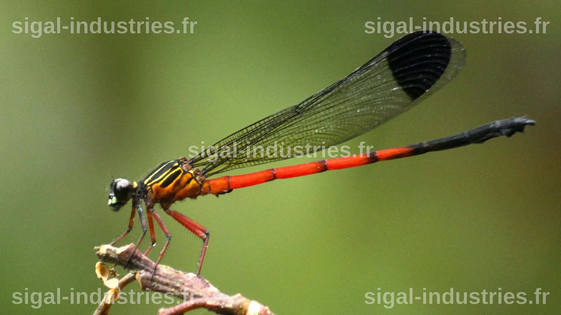 Les Libellules en Danger : Des Scientifiques Tirent la Sonnette d'Alarme dans un Écosystème Crucial de l'Inde