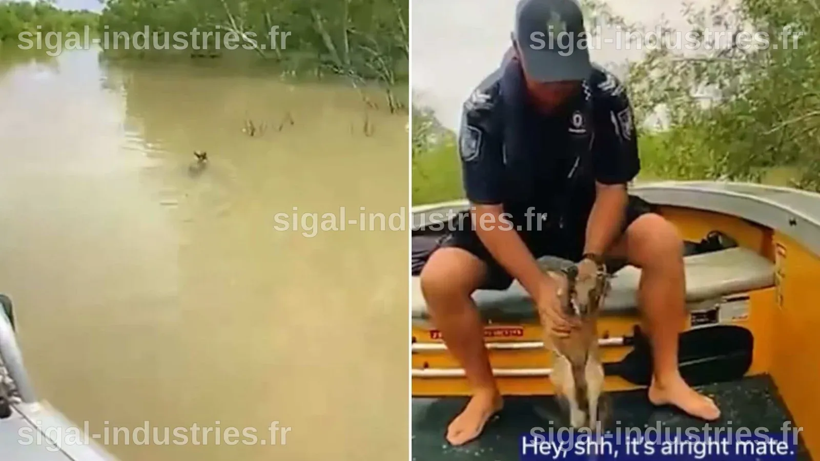 Un policier plongé dans une rivière infestée de crocodiles pour récupérer des restes humains