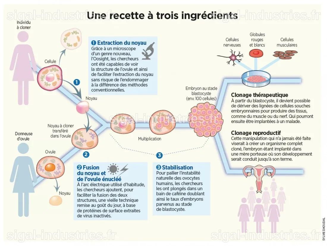 Le clonage humain : une impossibilité scientifique face à des barrières biologiques