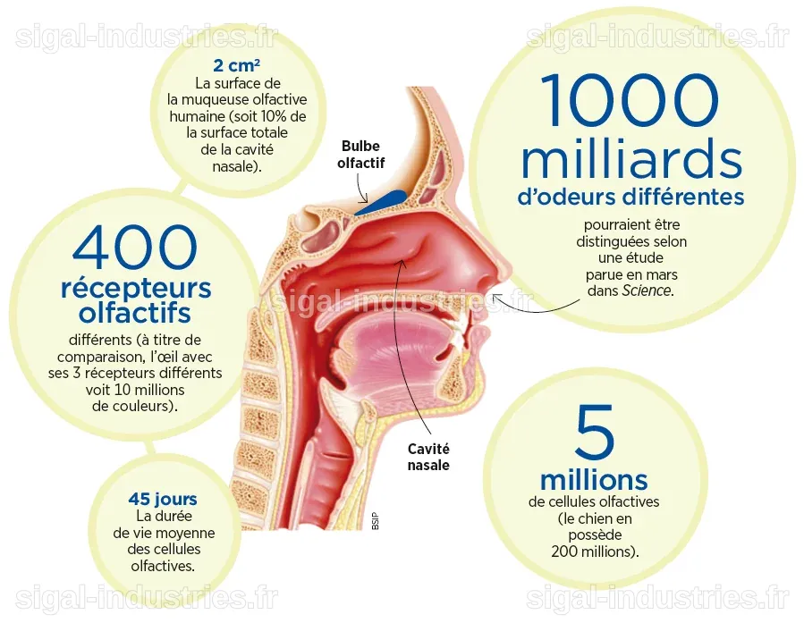 Une percée scientifique : la cartographie du sens de l'odorat décryptée