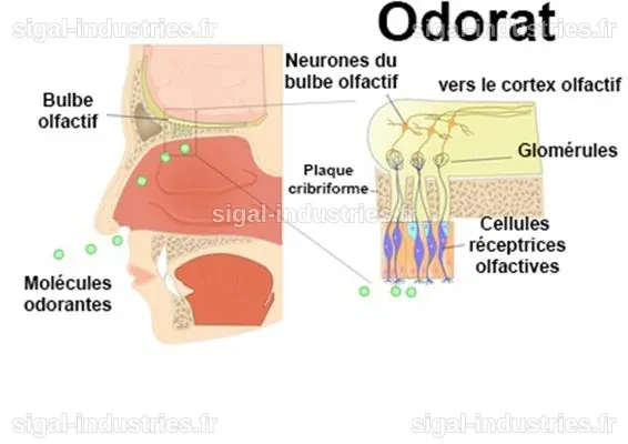 La cartographie du sens de l'odorat : une avancée scientifique majeure
