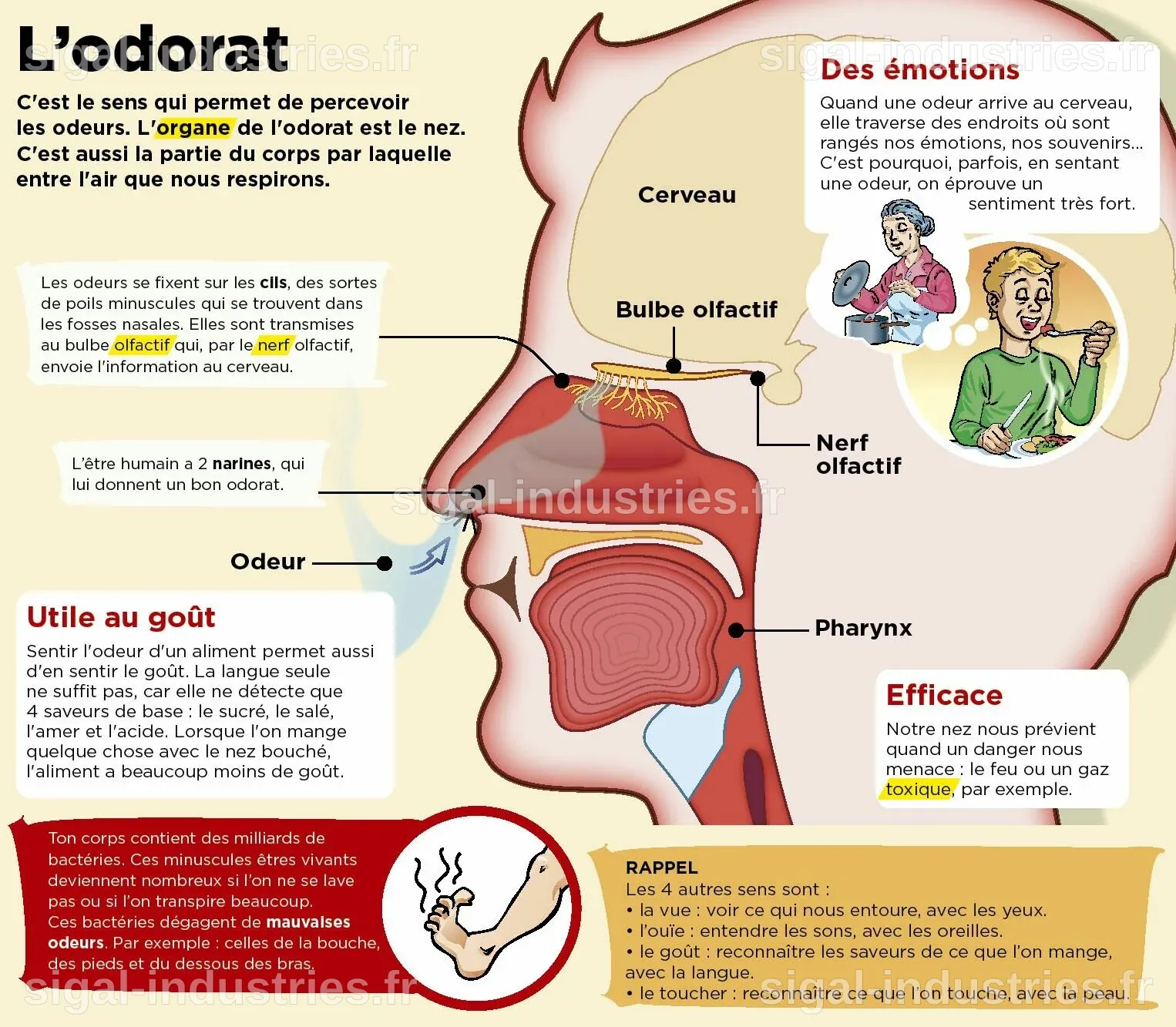 Une avancée majeure : la cartographie du sens de l'odorat enfin révélée