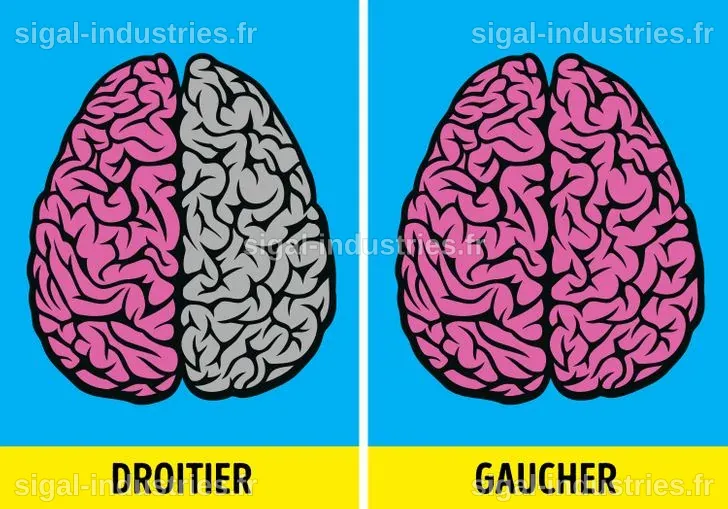 Les gauchers : un mystère persistant et un trait caché dans leur cerveau